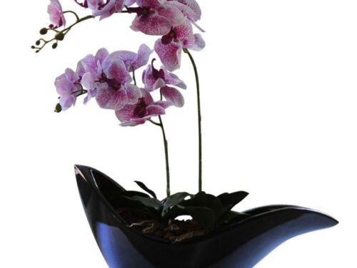 Black Dove with Speckled Orchid